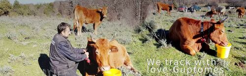From China to Greece  — A Journey of 8,000 km to Protect Free-Ranged Livestock