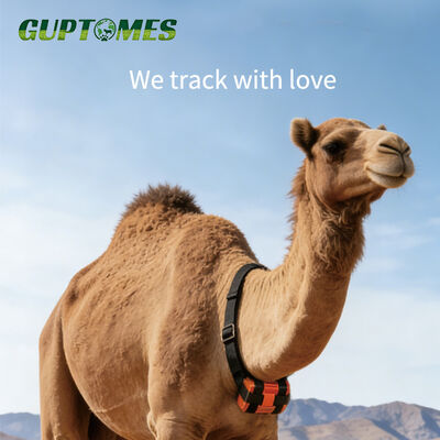 سعر جيد GUPTOMES 30,000mAh متتبع الماشية بنظام تحديد المواقع العالمي (GPS) طويل العمر - تتبع مقاوم للماء وقوي للإبل الانترنت