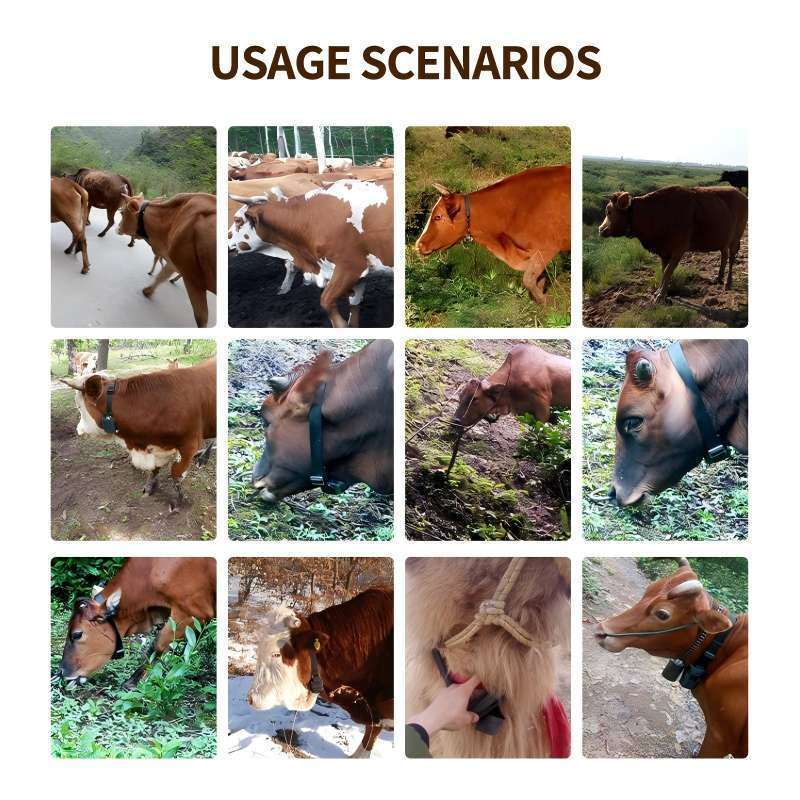 Solution de surveillance GPS pour le bétail par géorepérage