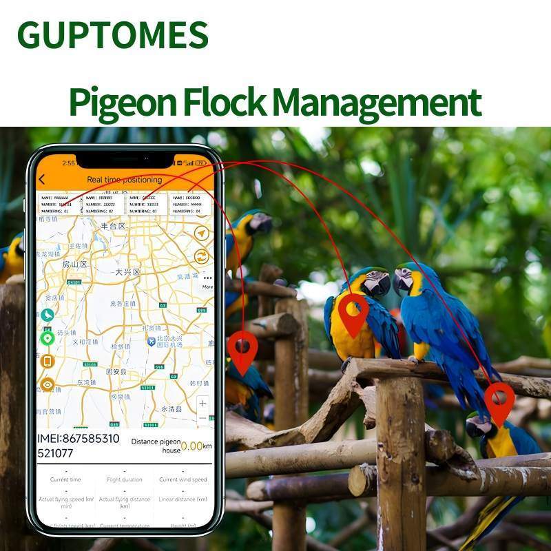 GPS LBS en double mode Oiseau perroquet GPS Tracker 2G avec trajectoire de vol et trajectoire historique