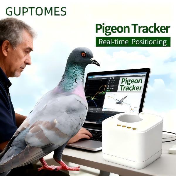 Traceur GPS compact inviolable pour pigeons voyageurs avec analyse de trajectoire de vol pour l'entraînement en course