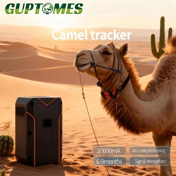 Camel Livestock GPS Tracker with Long Standby & Multi-Mode Positioning