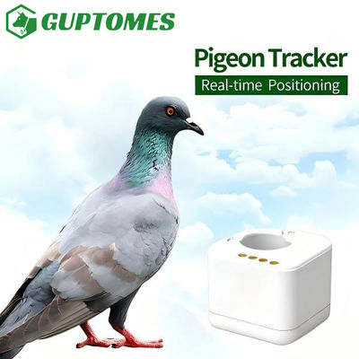 Buen precio Proof Tamper Compact Pigeon GPS Tracker con análisis de trayectoria de vuelo para entrenamiento de carreras en línea