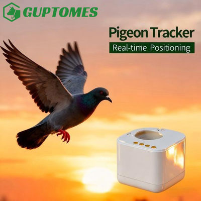 Bon prix Bague de suivi légère pour pigeon, signal non temps réel, avec règles publiques du pigeonnier en ligne