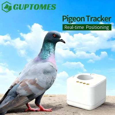 Good price Lightweight Racing Pigeon GPS Tracker Lightweight Ring Non Real Time Public Loft Compliant online