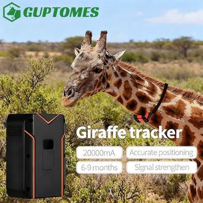 Guter Preis Giraffe Großes Wildtier-Ortungssystem 20000mAh Batterie GPS BDS Tracker Online