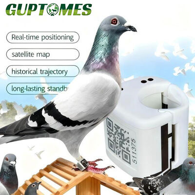 Buon prezzo Dispositivo GPS di localizzazione piccioni con geo-fence, impermeabile, con percorso di volo e cronologia in linea