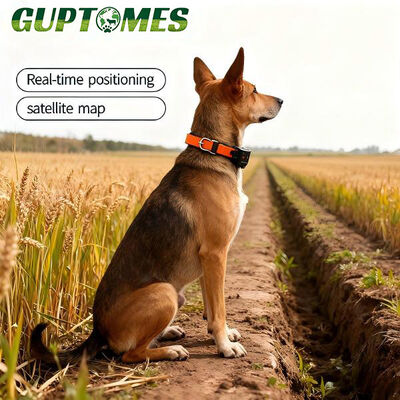 Quality 4000mAh Battery Dog GPS Tracking Collar Dual-Mode Positioning (GPS+LBS) For Dogs factory