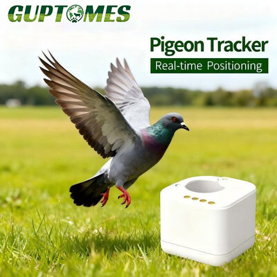 Bon prix Traqueur GPS léger pour pigeons voyageurs de 2,6 g, inviolable, non temps réel, bague GPS en ligne