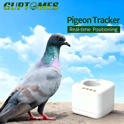 Buon prezzo Localizzatore GPS per Piccioni Viaggiatori Leggero Anello Non in Tempo Reale Conforme a Colombaia Pubblica in linea