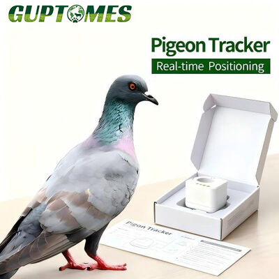 Good price Non Real Time Signal Lightweight Pigeon Tracking Device Ring With Public Loft Rules online
