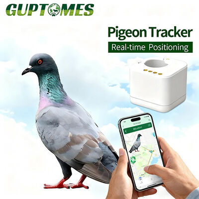 Giá tốt. Thiết bị theo dõi GPS bồ câu đua không thấm nước, phát hiện bất thường thông minh, mua số lượng lớn trực tuyến