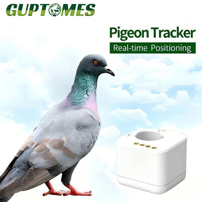 Bom preço Rastreador GPS Compacto e à Prova de Adulteração para Pombos-Correio de Corrida com Análise de Trajetória de Voo para Treino de Corrida on-line