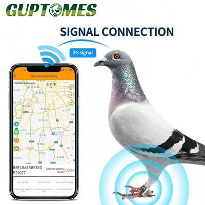 Good price GPS+LBS Pigeon Tracking Device 5-15m High Accuracy Daily Waterproof 80mAh Type-C Charging online