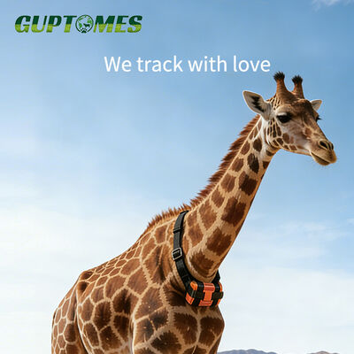 Guter Preis Professioneller Wildtier-GPS-Tracker - 30000mAh Ultra-Langzeit-Standby, IP68 wasserdichtes Positionierungshalsband für Giraffen & Großsäuger Online